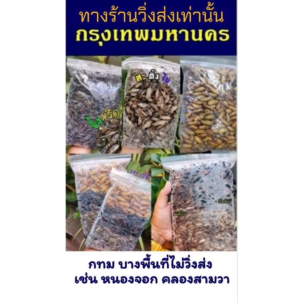 สำหรับ กทม 🛵ร้านวิ่งส่ง เท่านั้น 🛵 จิ้งหรีด สะดิ้ง​ ดักแด้ แมลงรวม