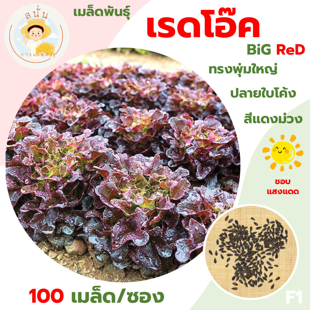เรดโอ๊ค (Red Oak Seeds) เมล็ดพันธุ์ ผักสลัด เรดโอ๊ค บิ๊กเรด ขนาด 100 เมล็ด