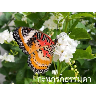 ชุดเลี้ยงหนอนผีเสื้อ ส่งจาก กทม