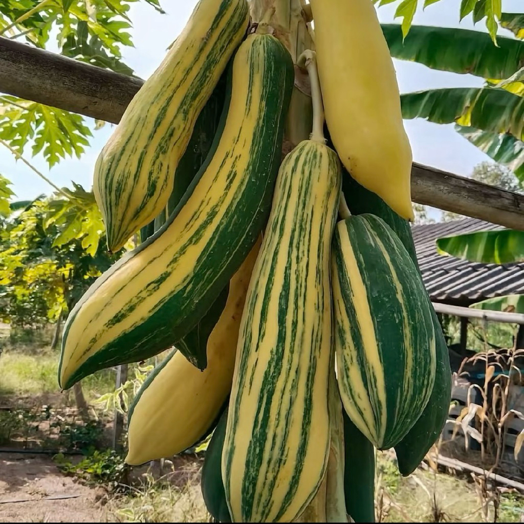 เมล็ดมะละกอด่าง มาใหม่เก็บพันธุ์ต่อได้