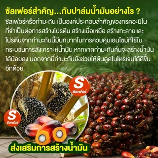 (ยกกระสอบ25kg)แม่ปุ๋ย (กรีเซอร์ไรท์) แมกนีเซียมซัลเฟต โมโนไฮเดรต ชนิดเม็ด ช่วยให้พืชสังเคราะห์แสง