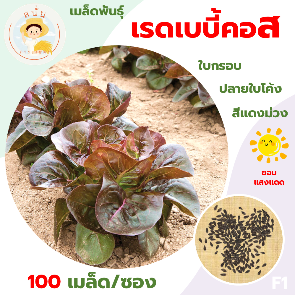 เรดเบบี้คอส (Red Baby Cos Seeds) เมล็ดพันธุ์ ผักสลัด เรดมินิคอส เรดแฟรี่ ขนาด 100 เมล็ด