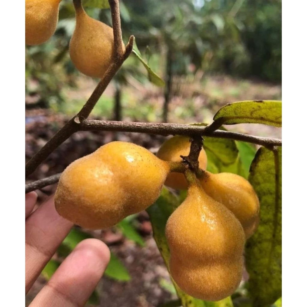 ต้นไข่เต่าผลไม้โบราณ