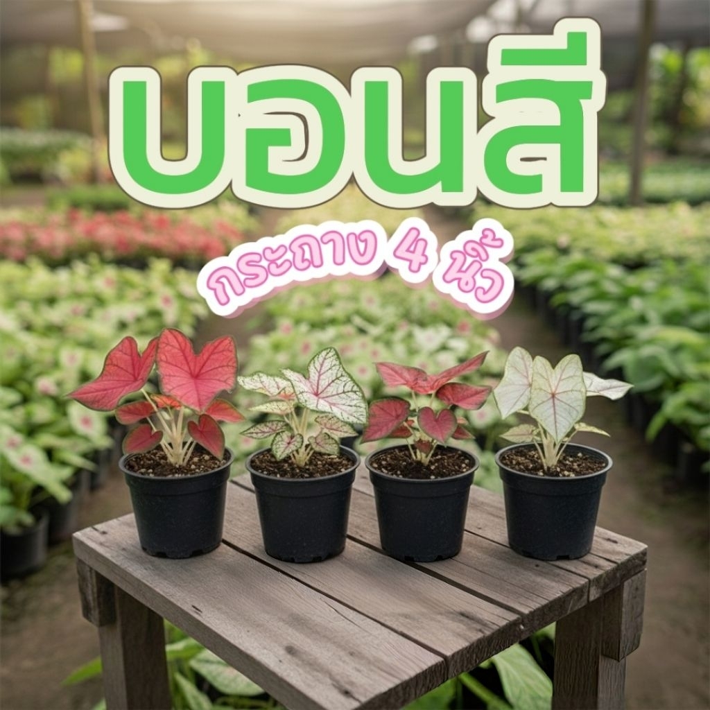 บอนสี 4 ต้น 150 คละสีคละสายพันธุ์