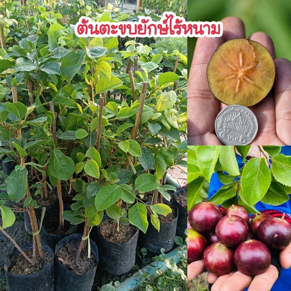 ต้นตะขบยักษ์ไร้หนามเวียดนาม (กิ่งตอน) พันธุ์แท้ 100% ปลูก 1 ปีติดผล