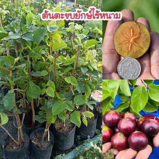 ต้นตะขบยักษ์ไร้หนามเวียดนาม (กิ่งตอน) พันธุ์แท้ 100% ปลูก 1 ปีติดผล