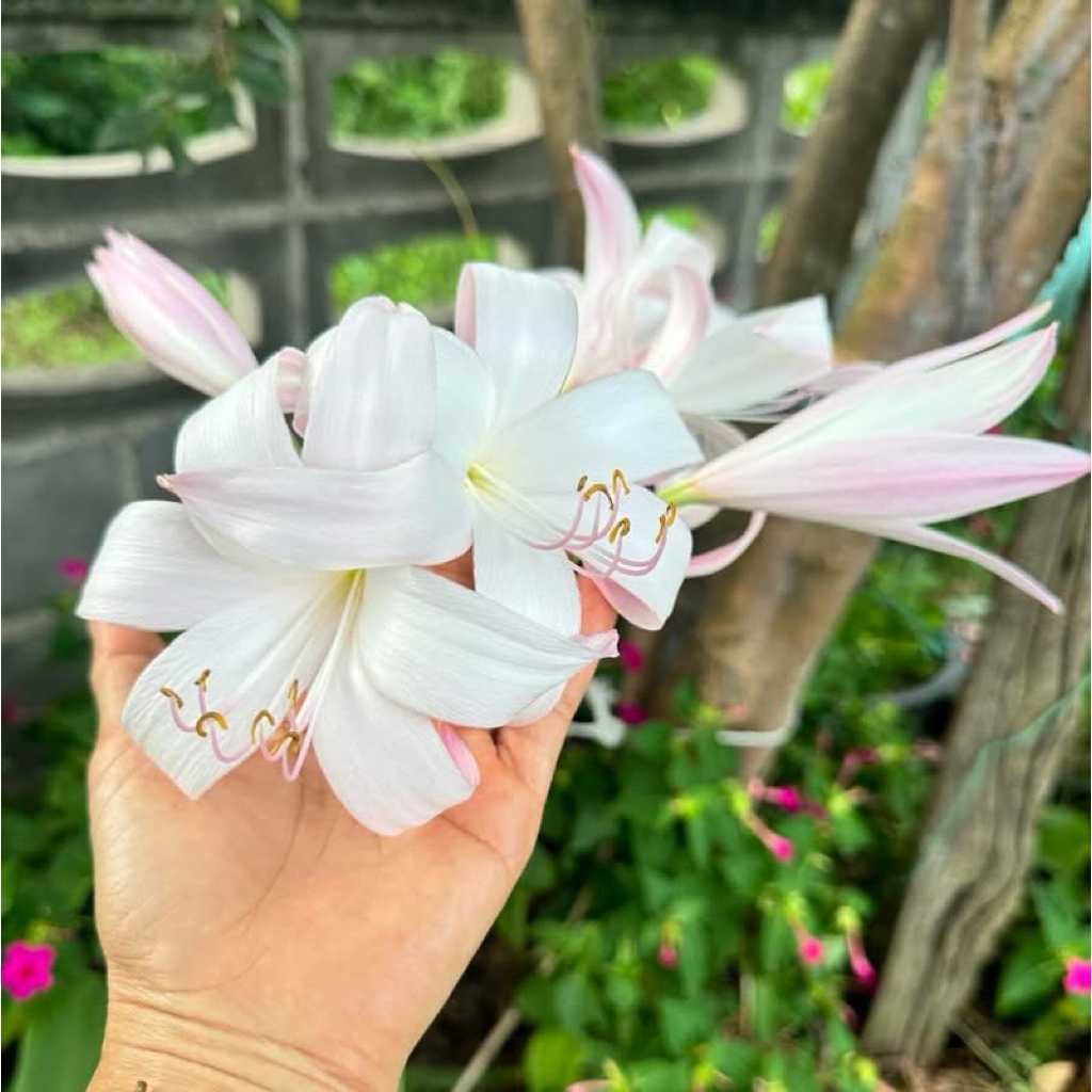 Crinum Improved Peach blow