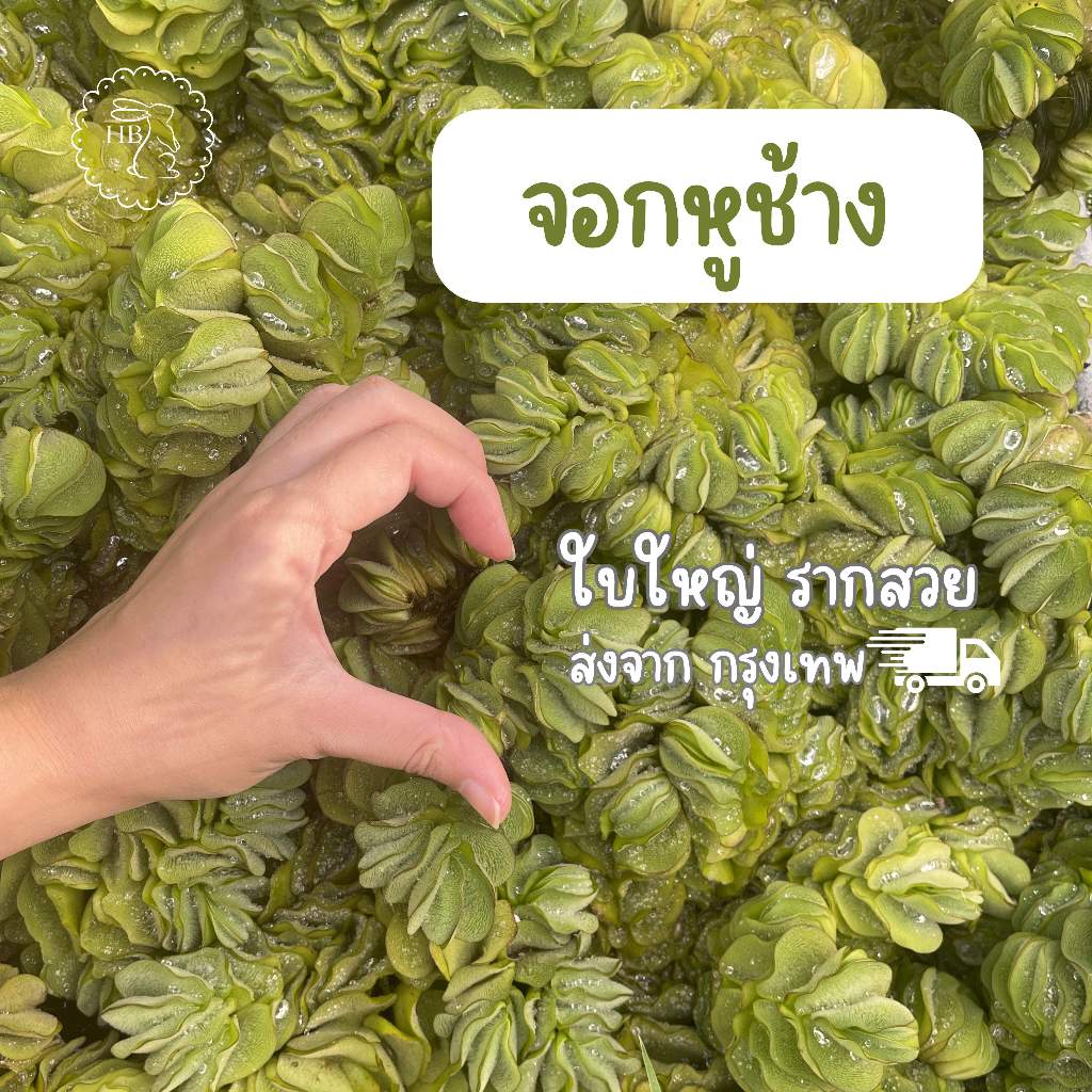 จอกหูช้าง ปลอดสารพิษ 100% พืชลอยน้ำสำหรับตู้ปลา ตู้ไม้น้ำ ใบใหญ่สวยมาก โตไว เลี้ยงง่าย
