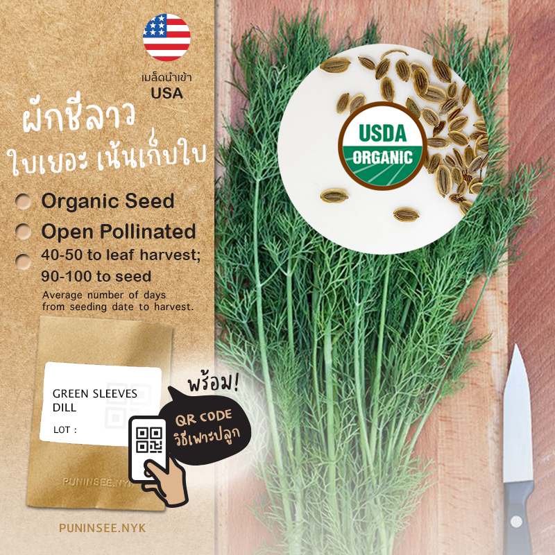 เมล็ดสมุนไพรนำเข้า ดิล เก็บใบ Green Sleeves Dill (Organic Seed) ผักชีลาว Herb ปันอินทรีย์