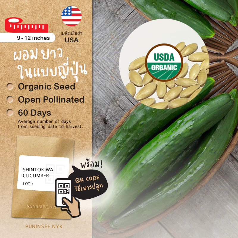 🥒 เมล็ดผักนำเข้า แตงกวา แตงกวายาว แตงกวาญี่ปุ่น Long Cucumber (Organic Seed) ลูกยาว ไม่ตัดต่อพันธุกรรม ปันอินทรีย์