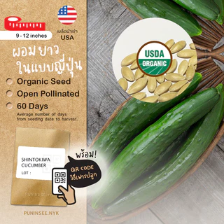 🥒 เมล็ดผักนำเข้า แตงกวา แตงกวายาว แตงกวาญี่ปุ่น Long Cucumber (Organic Seed) ลูกยาว ไม่ตัดต่อพันธุกรรม ปันอินทรีย์