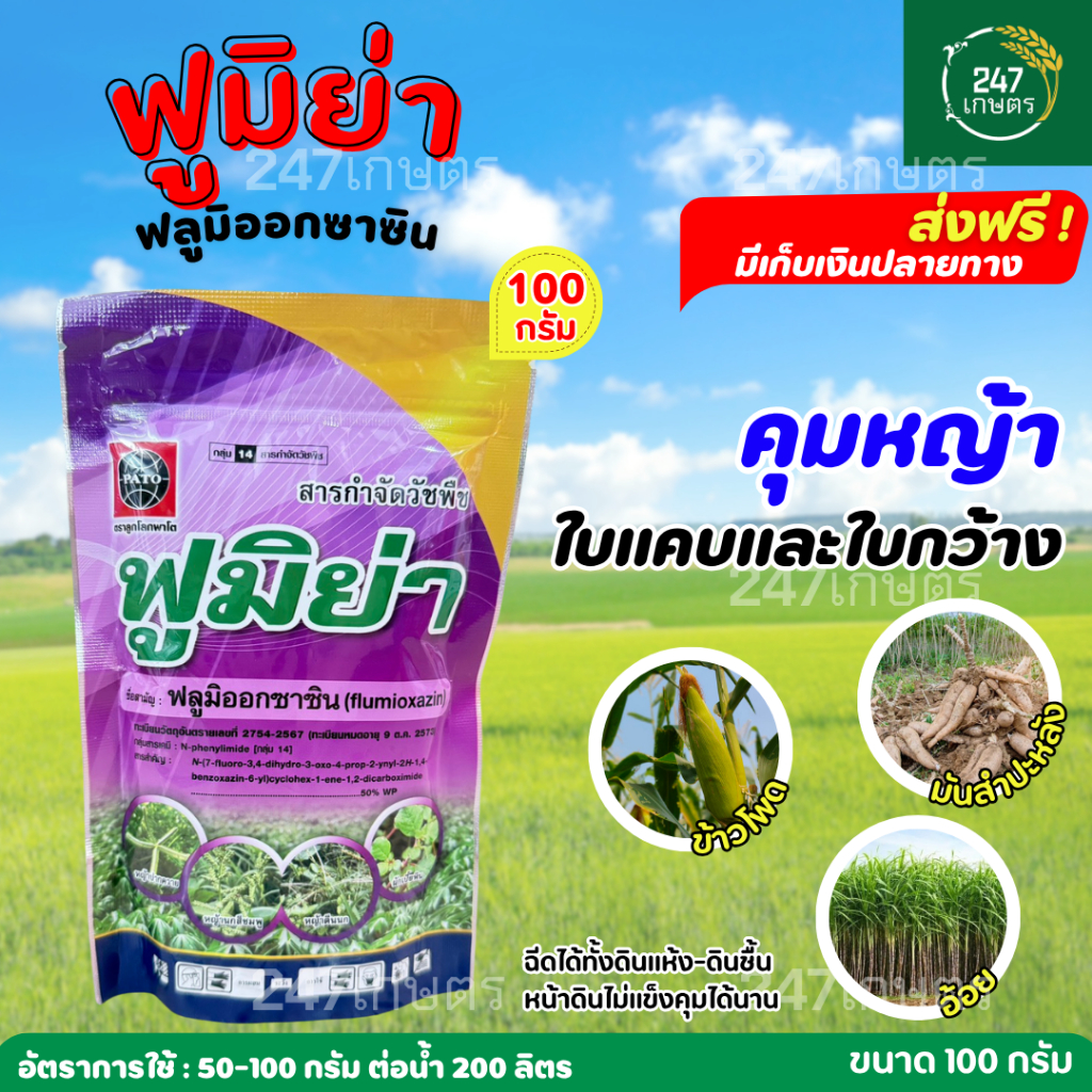 ฟูมิย่า/ฟลูมิเคน ฟลูมิออกซาซิน 100 กรัม คุมหญ้านาน 2-3 เดือน ไร่อ้อย มันสำปะหลัง สวนผลไม้ สวนทุเรียน ทั้งดินแห้ง-ดินชื้น