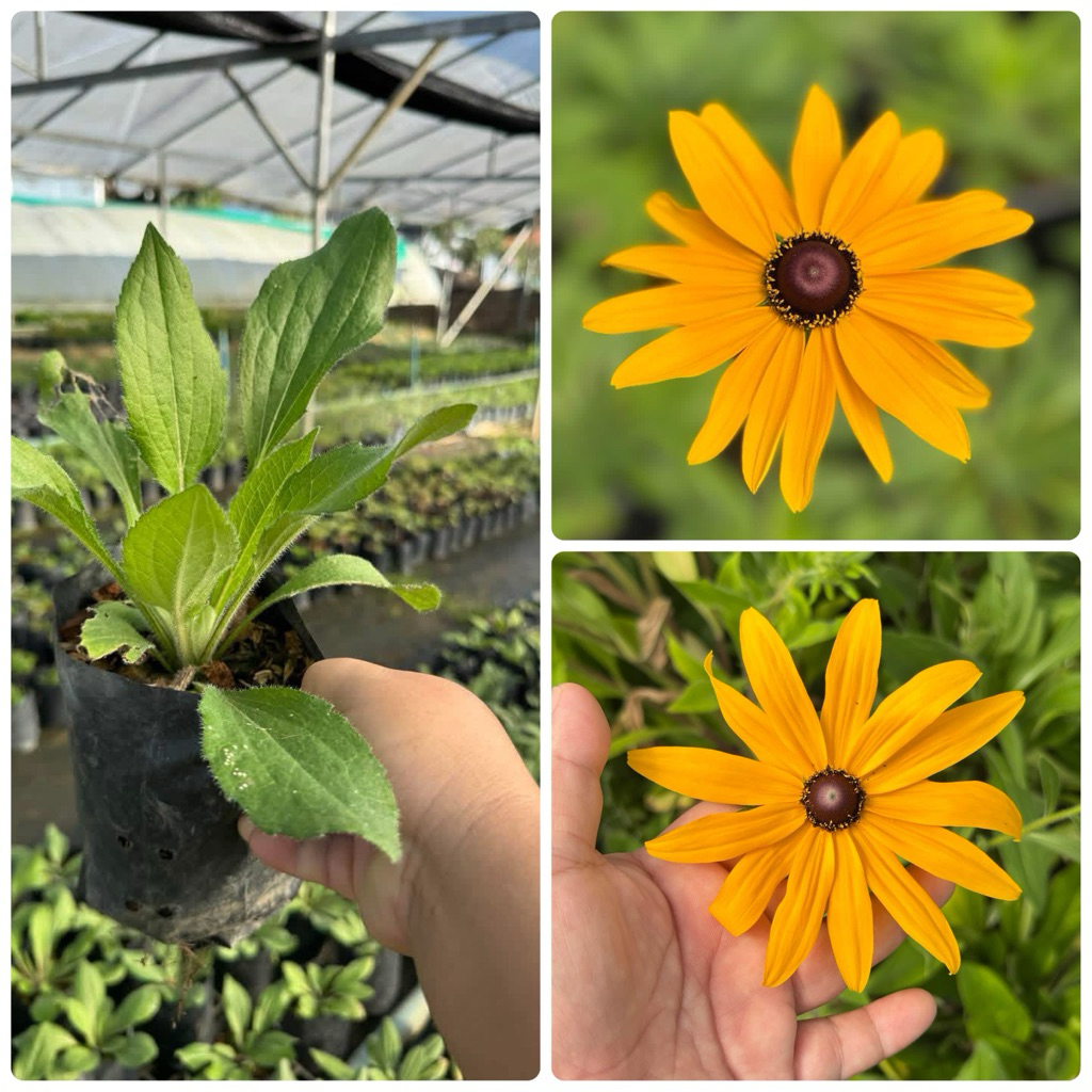 รู้ดเบ้กเกีย แบล็คอายซูซาน //Rudbeckia//แบบถุง