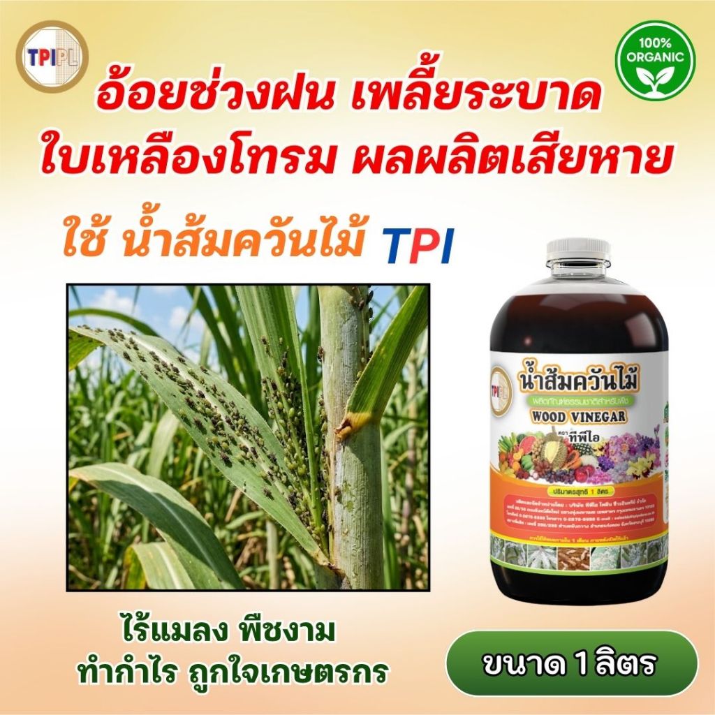 อ้อย ช่วงฝน เพลี้ยระบาด ใบเหลืองโทรม น้ำส้มควันไม้ TPI ช่วยลดแมลงกวน ใช้ได้ทุกระยะ TPI ขนาด 1 ลิตร