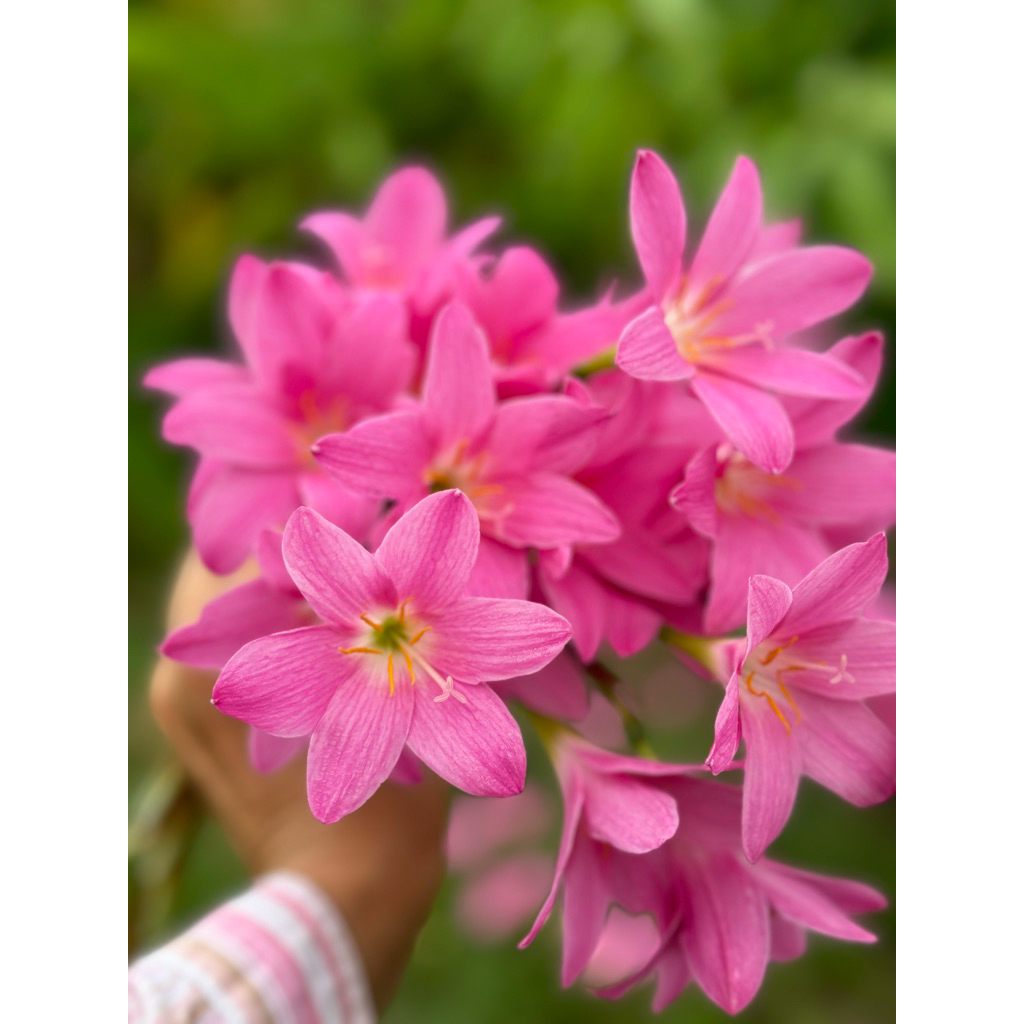 บัวดืนสีชมพูดอกใหญ่ Z. ‘Fadjar’s pink’