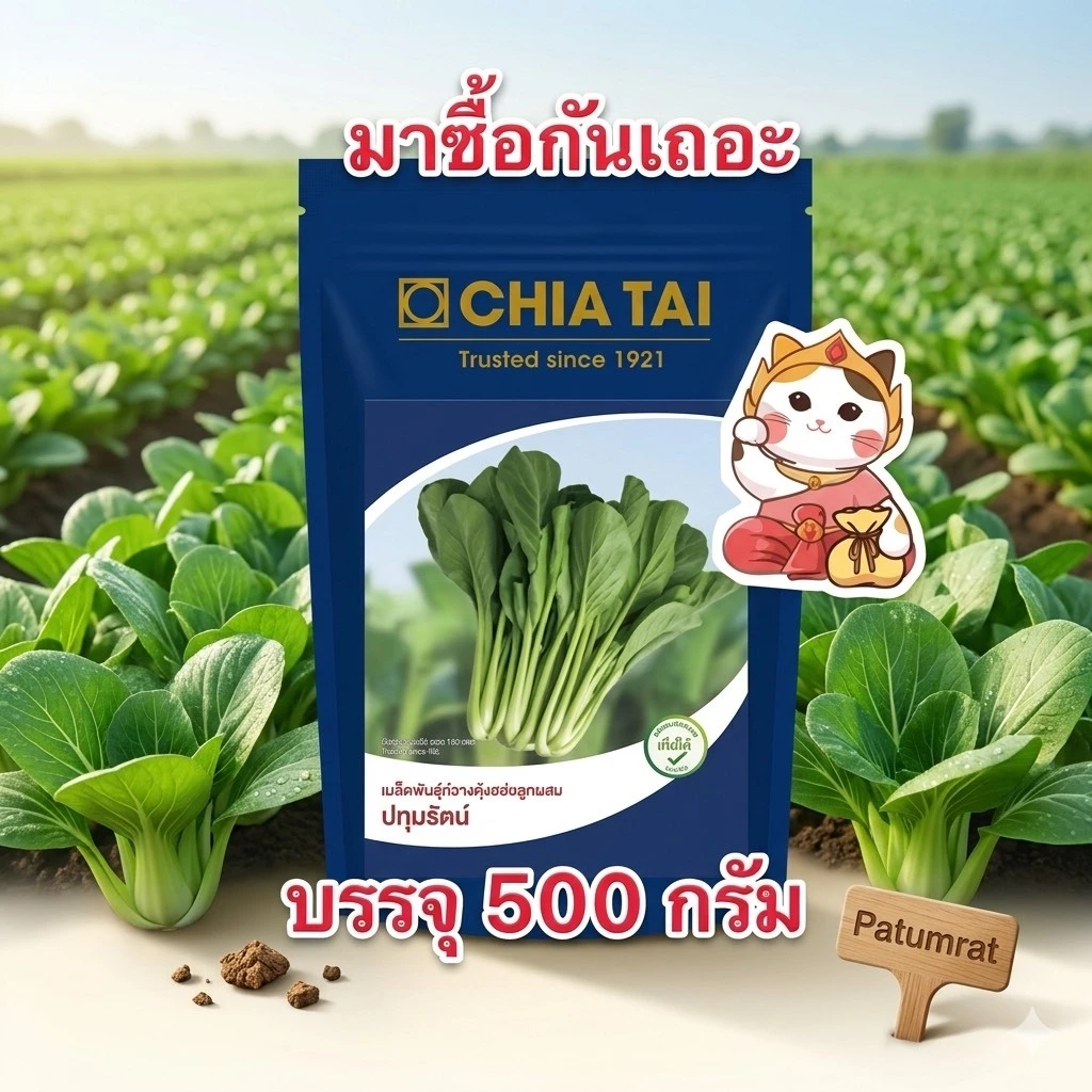 ปทุมรัตน์ เมล็ดกวางตุ้ง บริษัทเจียไต๋ (สิ้นอายุ08/70,อัพเดท 4/69)บรรจุ500กรัม/ซอง