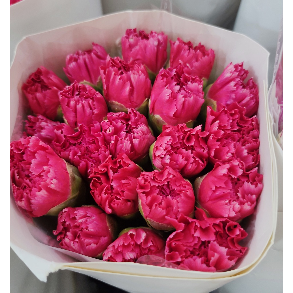 ดอกคาร์เนชัน Carnation คัดเกรดพรีเมียม สดใหม่