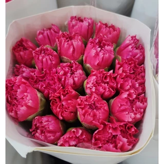 สินค้าพร้อมจัดส่ง ดอกคาร์เนชัน Carnation คัดเกรดพรีเมียม สดใหม่[ส่งทันทีในวัน⚡]