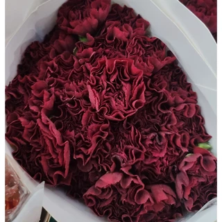 สินค้าพร้อมจัดส่ง ดอกคาร์เนชัน Carnation คัดเกรดพรีเมียม สดใหม่[ส่งทันทีในวัน⚡]
