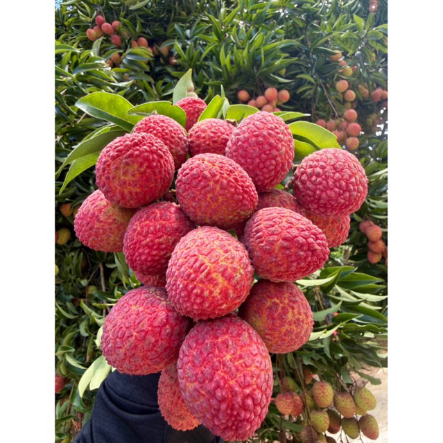🍒ลิ้นจี่จักรพรรดิ 2กก. สดจากสวนลงกล่อง อ.ฝาง จ.เชียงใหม่
