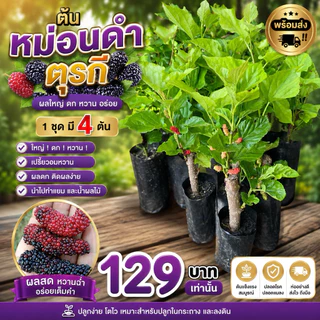 ( พร้อมส่ง ‼️ ) ต้นหม่อนดำตุรกี 1 ชุดมี 4 ต้น ชำกิ่ง 🍇 ใหญ่ ‼️ ดก ‼️ หวาน ‼️ เปรี้ยวอมหวาน ผลดก นำไปทำแยมและน้ำผลไม้ 🚚🌳