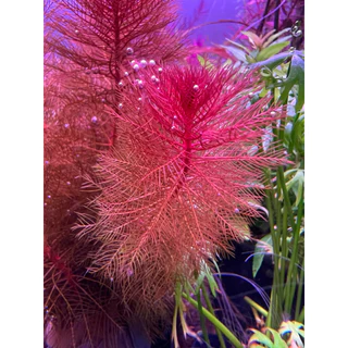 [Min] Myriophyllum Red ขนนกแดง แดงง่าย เลี้ยงบ่อใช้แสงธรรมชาติได้ ใช้ไฟไม้น้ำสีจะแดงสดมากๆ ไม้น้ำnoco2ได้ 5ต้นต่อชุด