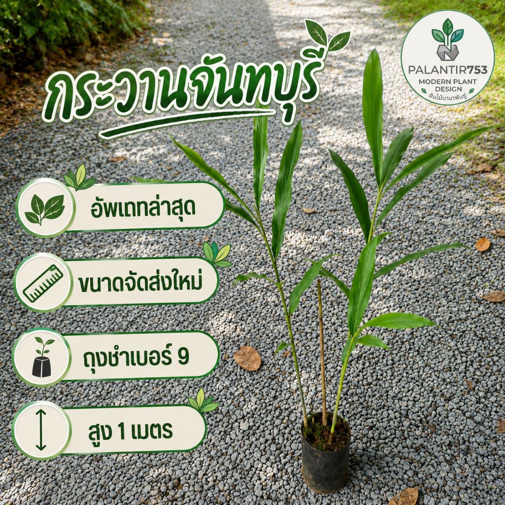 ต้นกระวานจันทบุรี/กระวานเขาสอยดาว ถุงชำเบอร์9 สูง100ซม.+UP พร้อมให้ผลผลิตในทันที พร้อมคัดสวยๆ