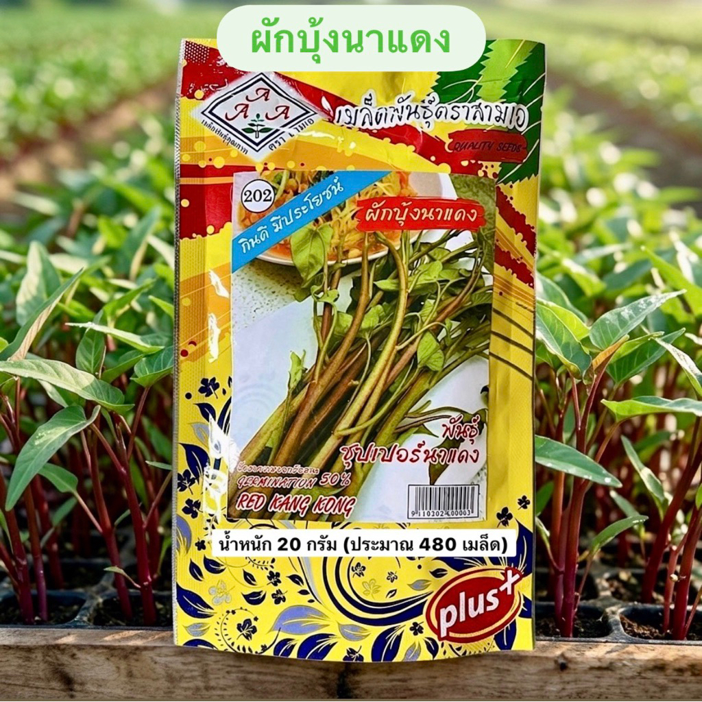 เมล็ด ผักบุ้งแดง ผักบุ้งนา แพคใหญ่ ประมาณ 480 เมล็ด (20กรัม)