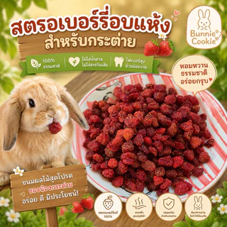 สตอเบอรี่อบแห้ง สำหรับสัตว์ฟันแทะ🍓 ไม่ใส่น้ำตาล
