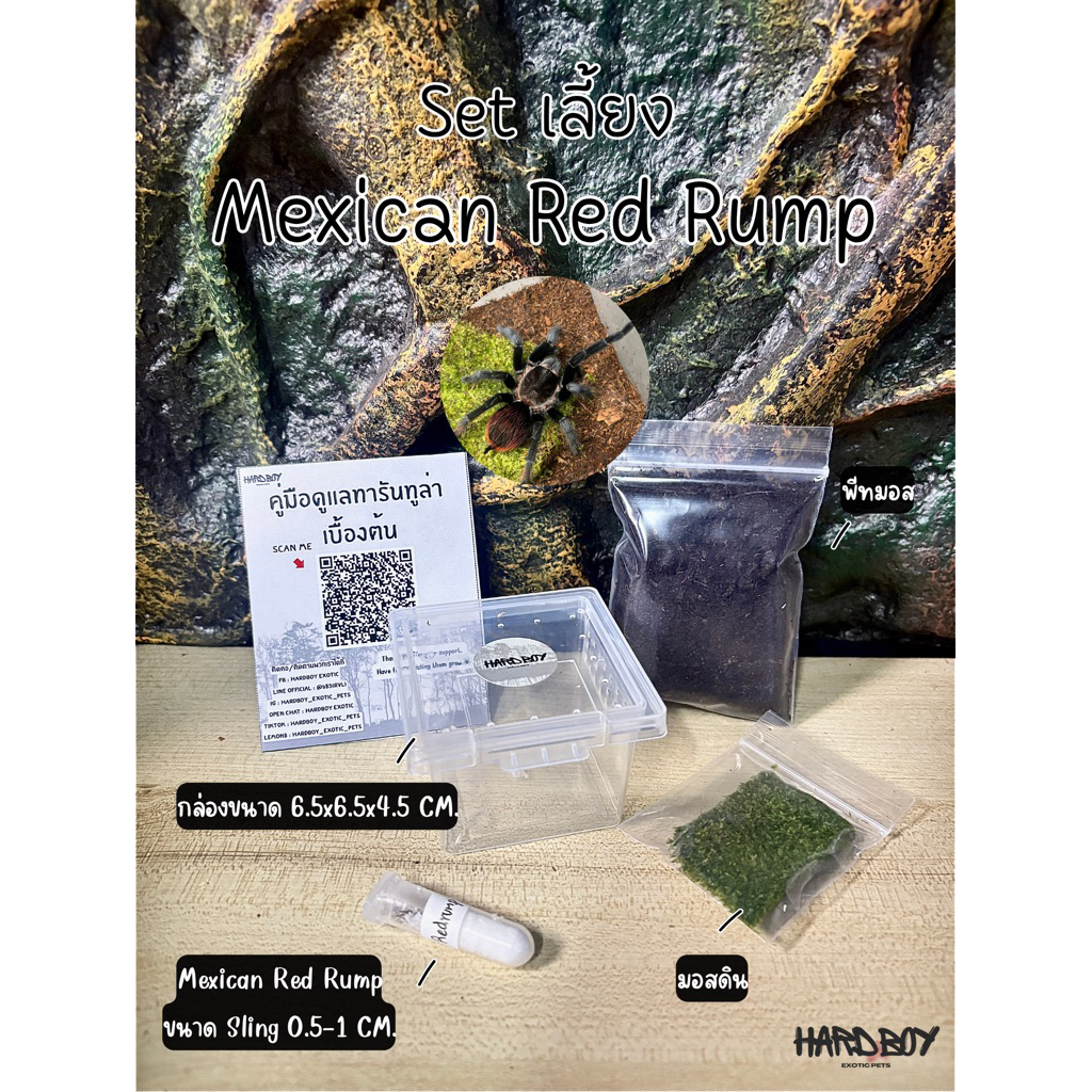 Set เลี้ยง Mexican Red Rump Tarantula (ไซส์ Sling 0.5-1 cm)