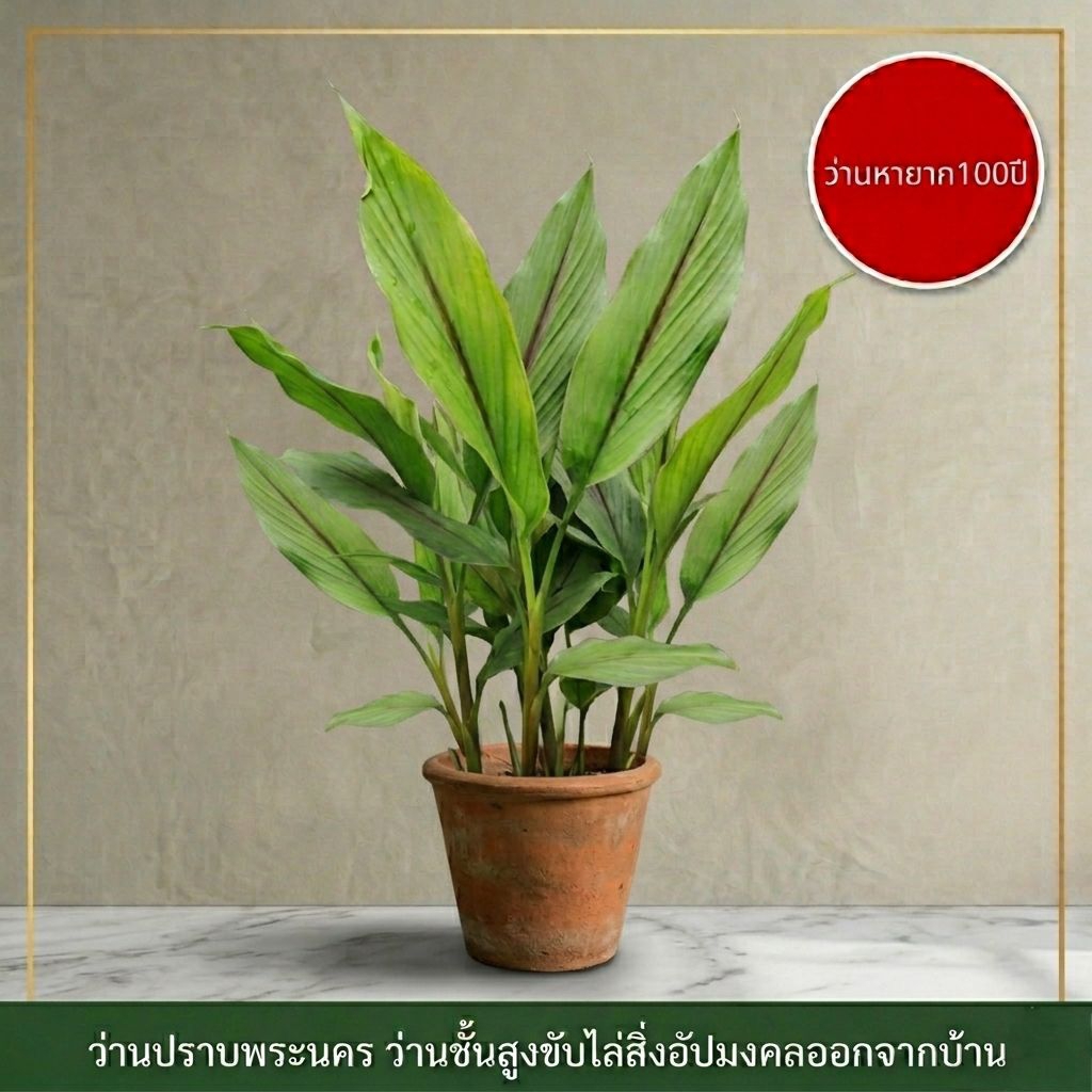 ว่านปราบพระนคร ว่านปราบผี (ต้นแท้ 100%) ว่านโบราณหายาก ไม้มงคลสายมู ป้องกันคุณไสย คุ้มครองบ้านเรือน เเบบต้นพร้อมปลูก