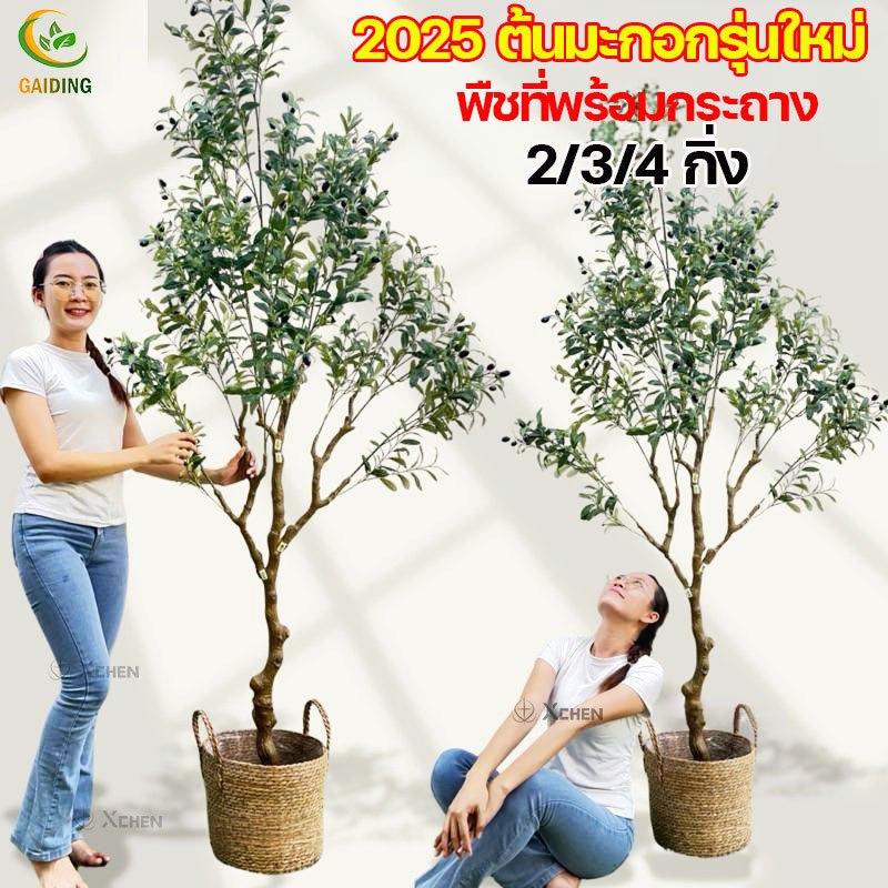 GAIDING【2026 รุ่นใหม่】ต้นไม้ปลอม ต้นไม้ปลอมใหญ่ ต้นมะกอกปลอม 120- 2กิ่ง/150-3กิ่ง/180cm-4กิ่ง ลำต้นสีน้ำตาลเหมือนของจริง