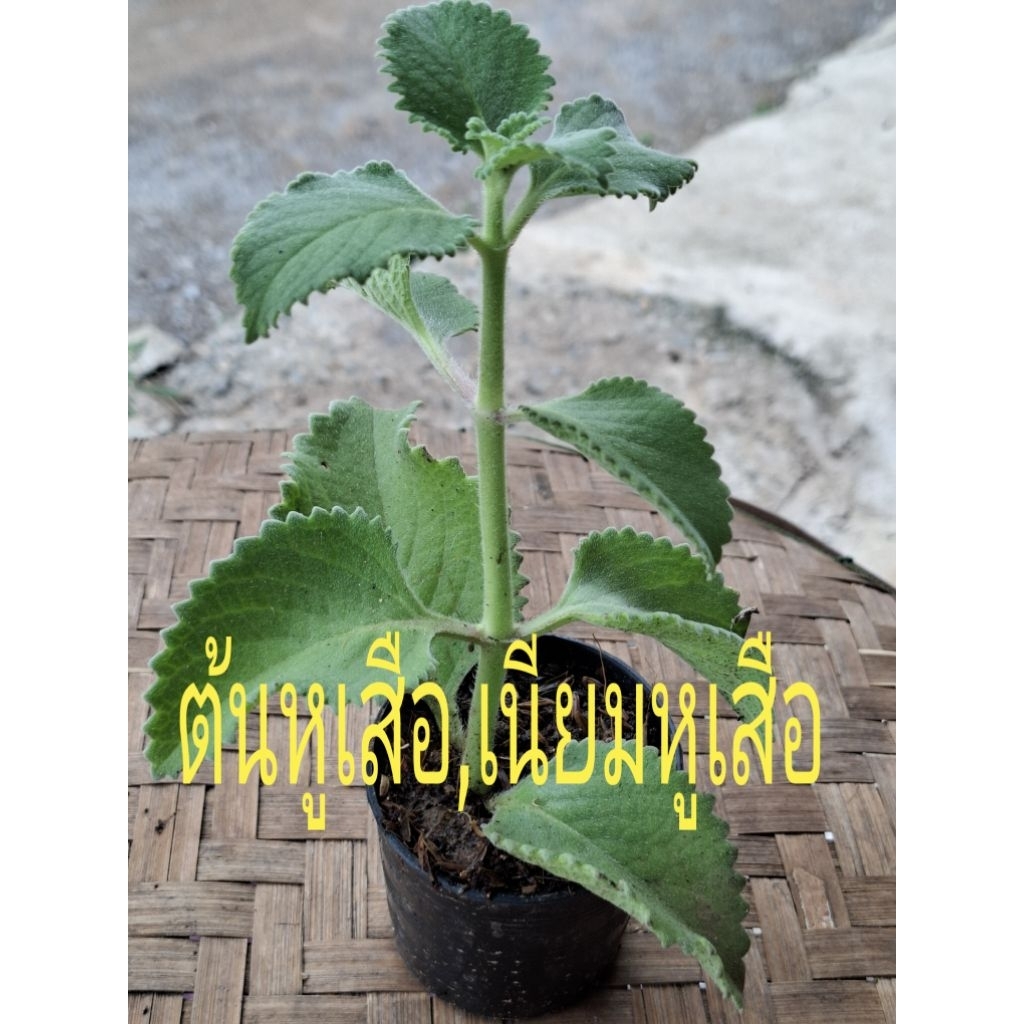 ขายต้นหูเสือ ต้นพันธุ์หูเสือ