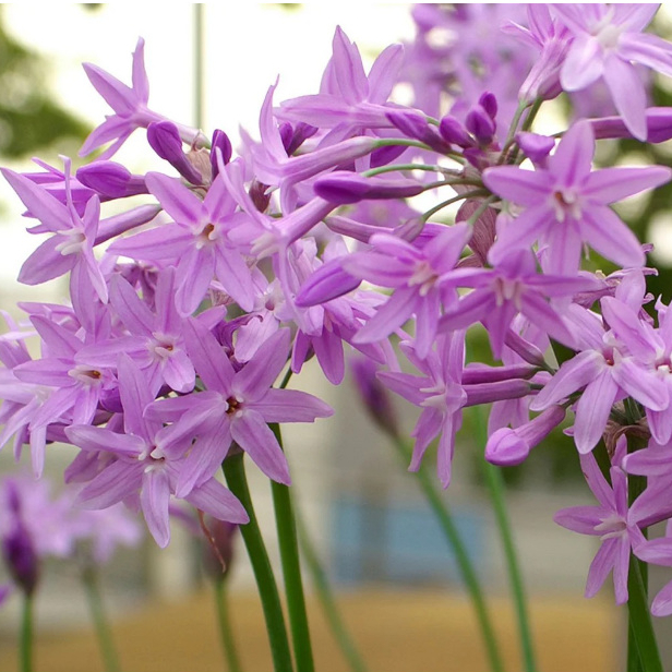 กุยช่ายฮาวาย, กุยช่ายประดับดอกสีม่วง ดอกสีสวยพุ่มเล็กน่ารัก Tulbaghia violacea, Society Garlic