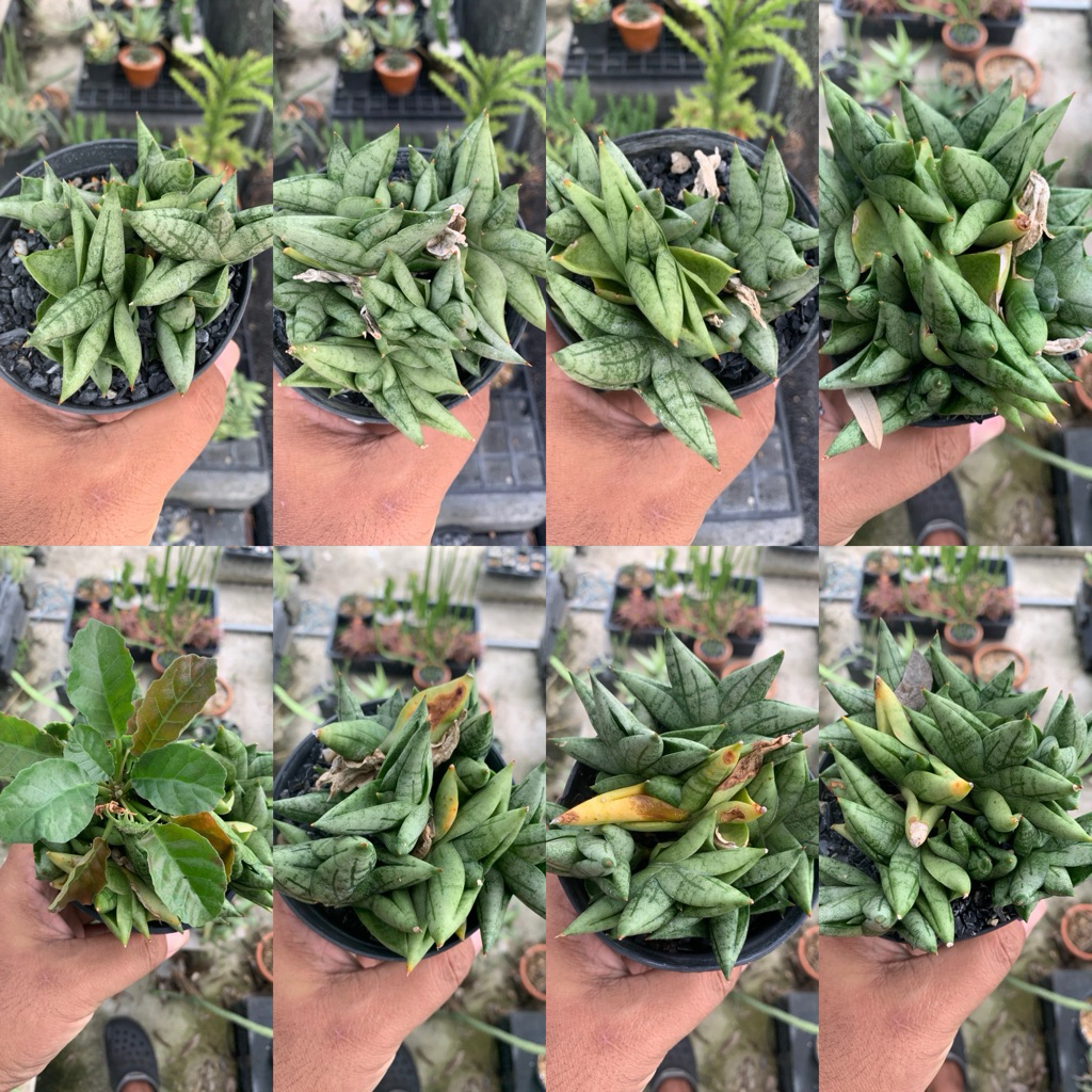 งาช้างแคระ บอลเซล ไม้ฟอกอากาศ ไม้อวบน้ำ(Sansevieria boncellensis)