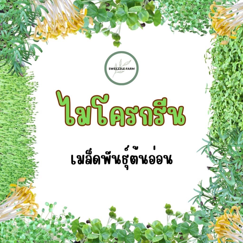 (ซื้อ10แถม1) เมล็ด เมล็ดพันธุ์ต้นอ่อน ไมโครกรีน เหมาะสำหรับมือใหม่/ทดลองปลูก/คนรักสุขภาพ /ปลูกผักทานเองและปลอดสารเคมี