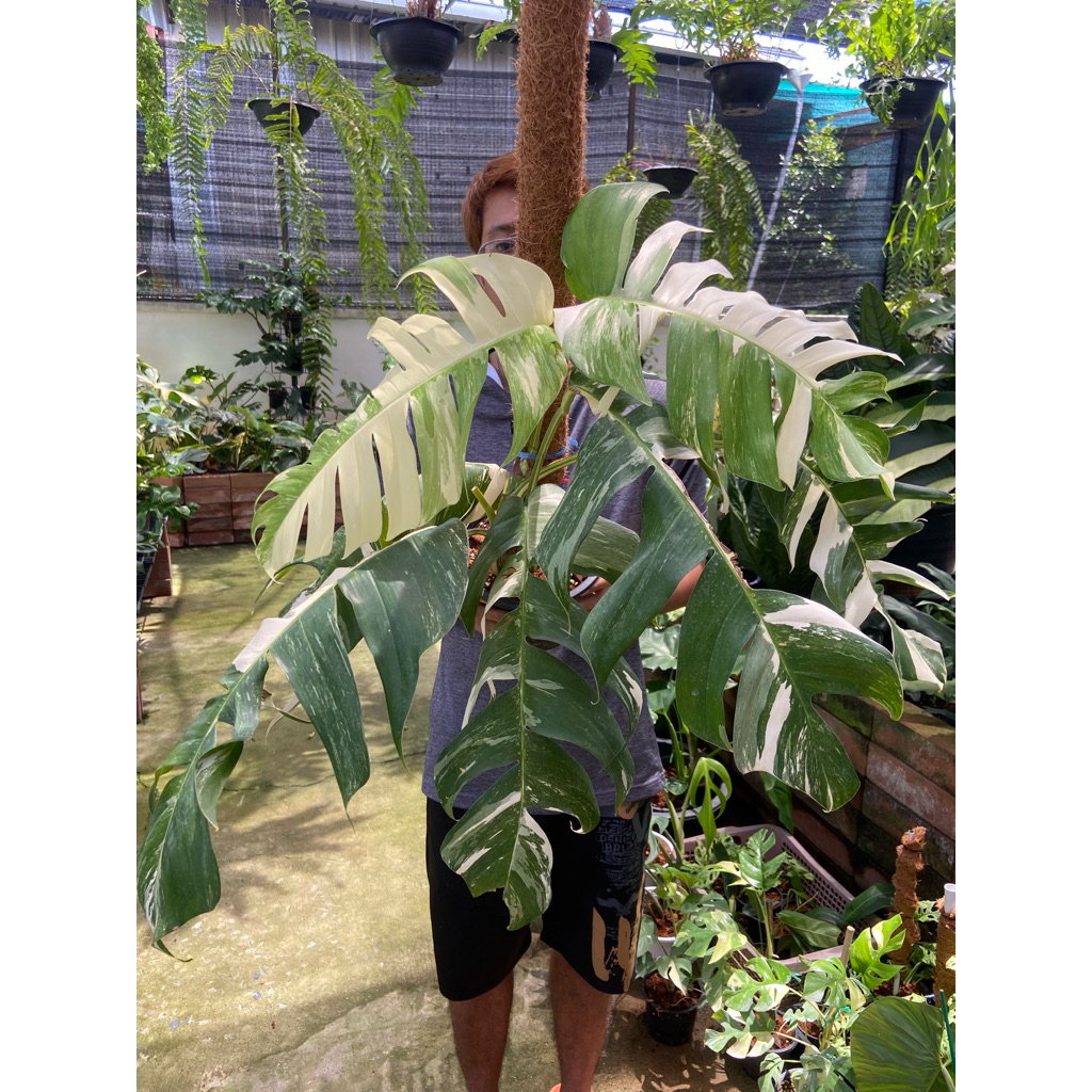 อิพิด่างขาว หรือชื่อวิทยาศาสตร์คือ Epipremnum pinnatum variegated (Albo) เป็นไม้เลื้อยยอดนิยม ‼️ มีตำหนิตามภาพค่ะ