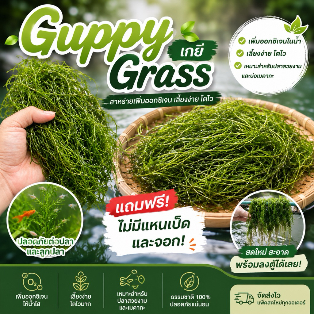 Guppy Grass สาหร่ายเพิ่มออกซิเจน เลี้ยงง่าย โตไว