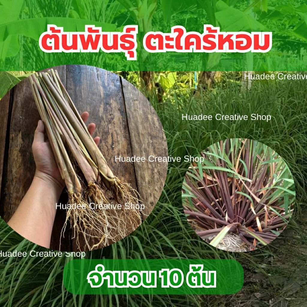 ตะใคร้หอม ต้นพันธุ์สำหรับเพาะปลูก จำนวน10ต้น