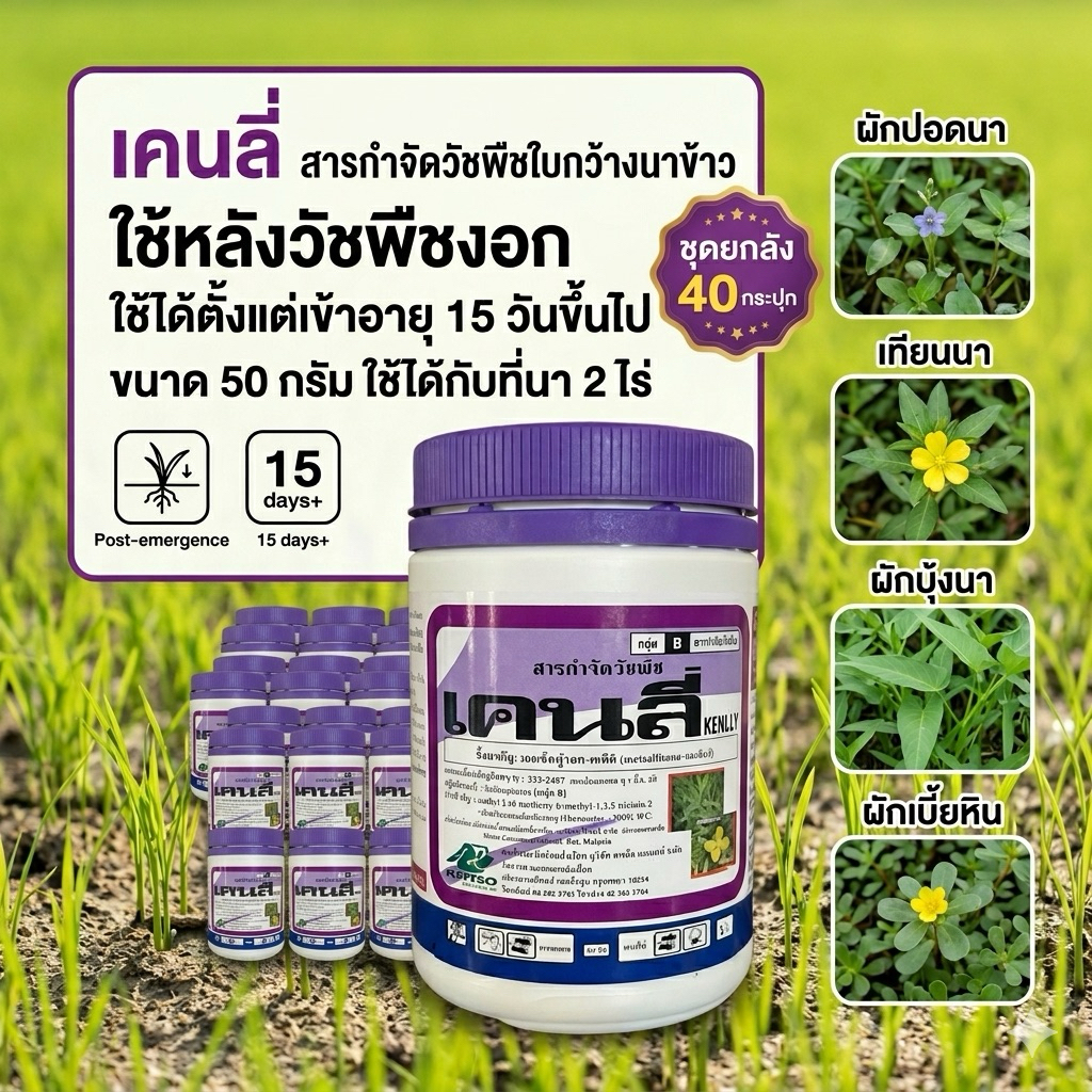 (ยกลัง 40 กระป๋อง)เคนลี่ หญ้าประเภทใบกว้างและตระกูลกก กกโสน ข้าวไม่แดง บรรจุ 50 กรัม อตราส่วนผสม50 /น้ำ100-200ลิตร