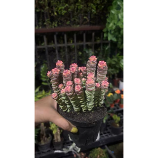 รอบใหม่พร้อมส่ง14-8-26 ขนาด3นิ้ว 5-10ต้น Crassula Baby necklace. #สปริงชมพู #หนอนสปริงน่ารักแน่นๆๆ4นิ้ว☀️ยิ่งสีออก