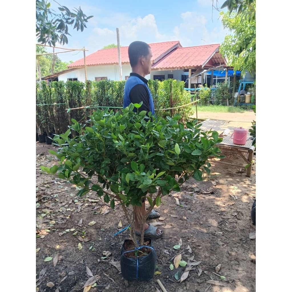 ต้นพุดซ้อนเศรษฐีบางใหญ่ พุ่มๆติดดอกดกตลอดปี หอมมาก สูง1 เมตรขึ้นไป