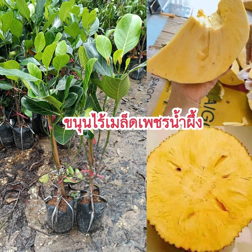 ต้นขนุนไร้เมล็ดเพชรน้ำผึ้ง (ทาบกิ่ง) ปลูกง่ายโตเร็ว เนื้อหนา กรอบ หวานหอม ไม่มีเมล็ดและไร้ยาง