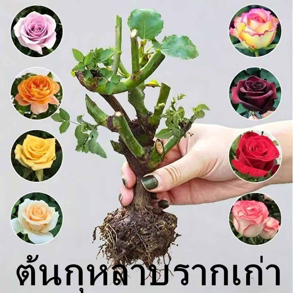 ต้นกล้ากุหลาบ ต้นกุหลาบรากเก่า ไม้ดอกสวย ไม้มงคล ออกดอกตลอดปี เลี้ยงง่าย สามารถตกแต่งบ้านและเป็นของขวัญวันวาเลนไทน์
