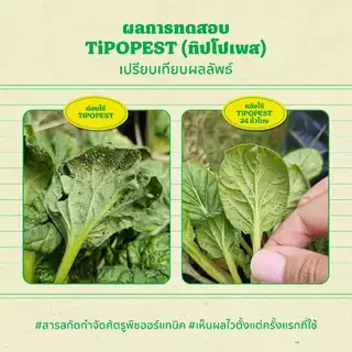 ทิปโปเพสท์ (Tipopest) 500 ml และ 1 L สารสกัดธรรมชาติควบคุมเพลี้ยอ่อน เพลี้ยแป้ง เพลี้ยไฟกุหลาบ มด แมลงหวี่ขาว เอสวี SV