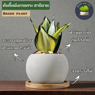 💤ต้นลิ้นมังกรแคระหลายสายพันธุ์ Snake plant พร้อมกระถางปูนเปลือยกลม2.5"นิ้ว+จานรองไม้+หินเกล็ด (ต้นไม้ฟอกอากาศ)