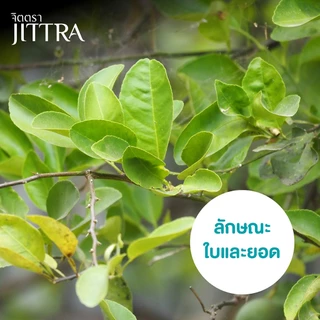 จิตตรา ต้นพันธุ์มะนาวแป้นพิจิตร เสียบยอดสูง 60-80 cm โตไว ให้ผลเร็ว พร้อมส่ง เคลมฟรี ผลดก