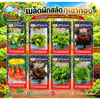 เมล็ดพันธุ์ ผักสลัด ตราภูเขาทอง (มากกว่า25ชนิด) เรดโอ๊ค กรีนโอ๊ค ผักเคล เคลใบหยิก บีทรูท มินิคอส ผัก