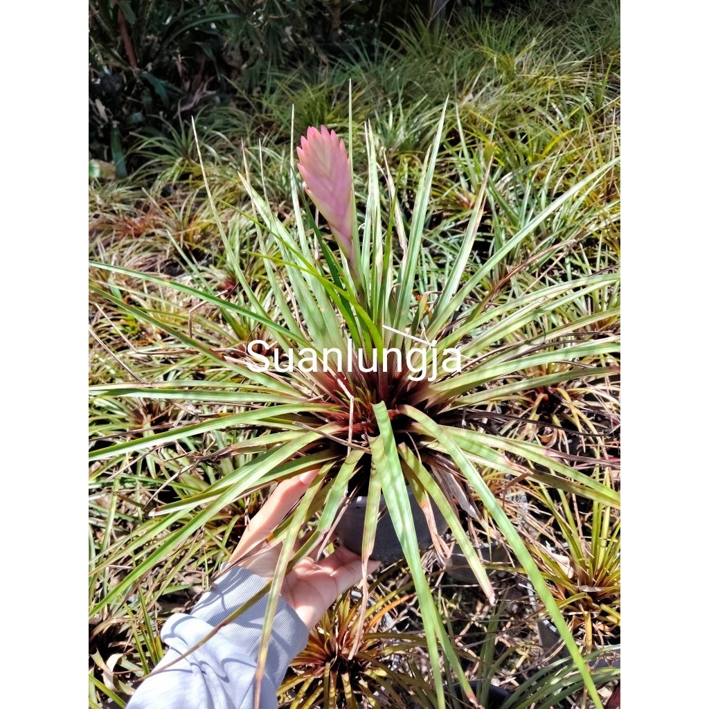 สับปะรดสี ทิลแลนด์เซีย พาราไดซ์ กระถาง 5 นิ้ว