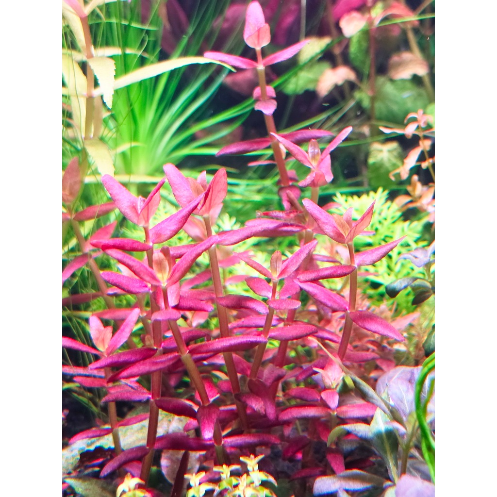 บาโคป้าม่วง bacopa salzmannii purple